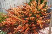 Cytisus-Lena-Ракитник-Lena11 (1)